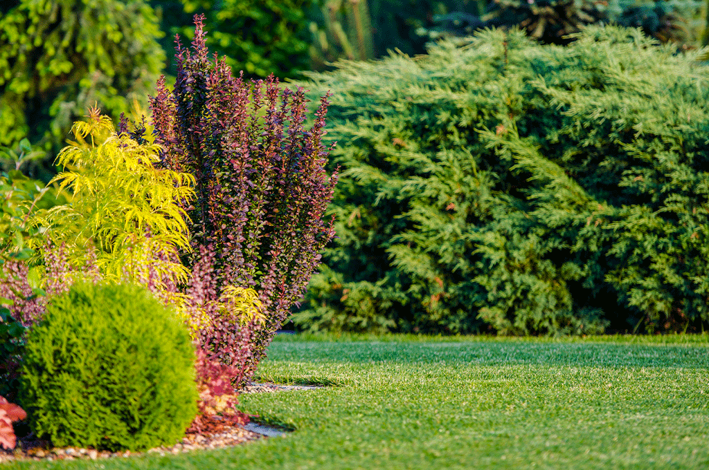 Flowering Shrubs