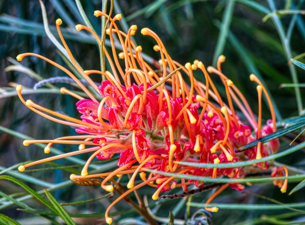 Growing Grevilleas