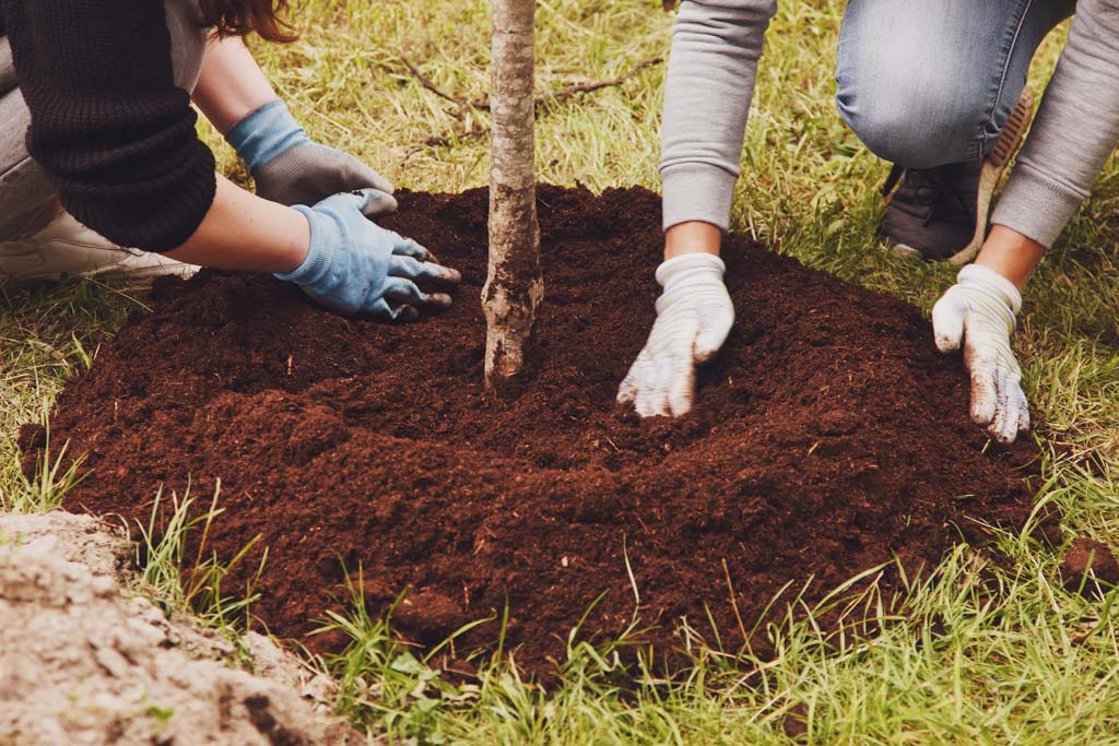 Advanced Certificate In Applied Management (Arboriculture)