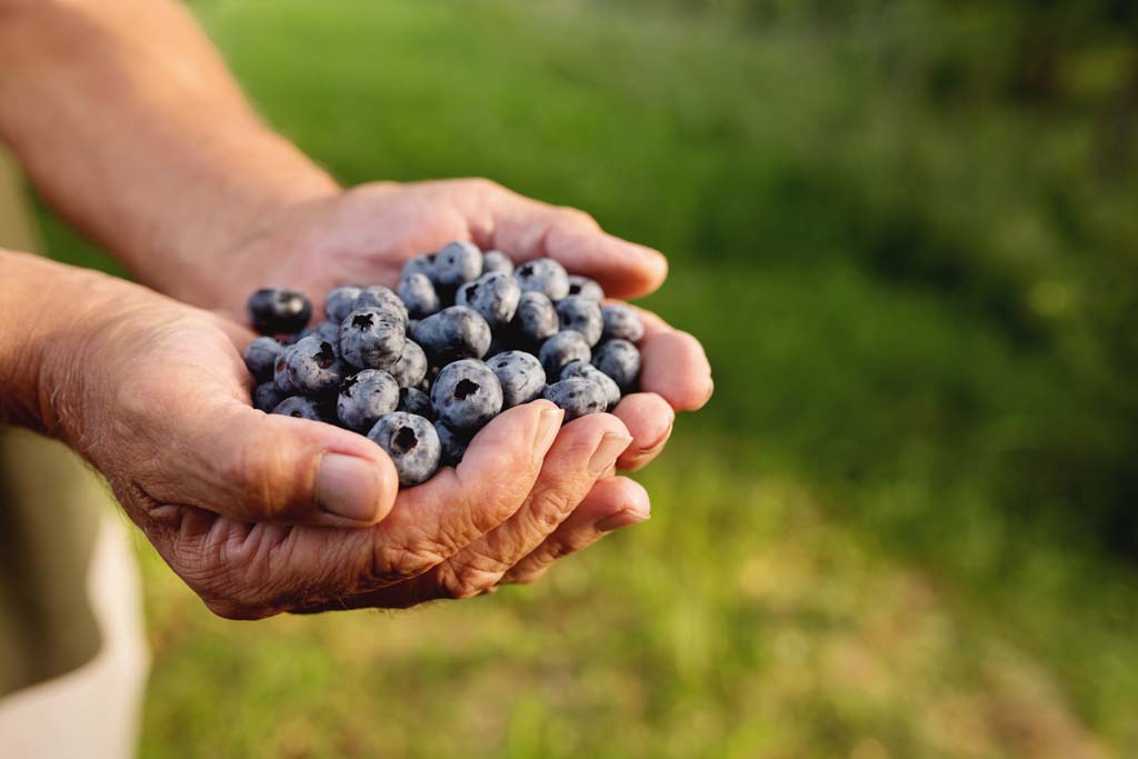 Berry Production