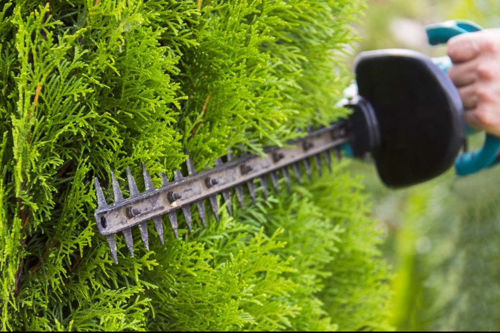 Aged Care Gardening