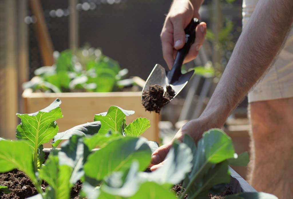 Home Vegetable Growing