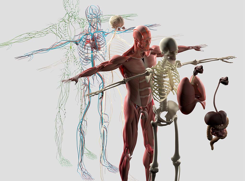 Anatomy II (Human)