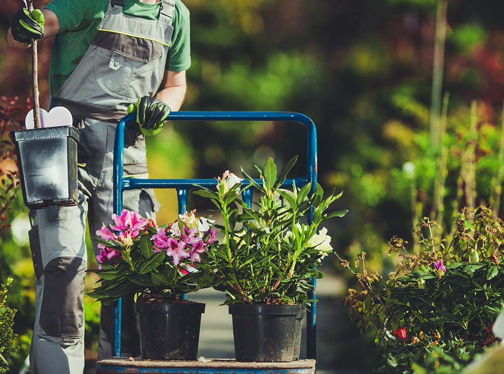 Plant Selection And Establishment