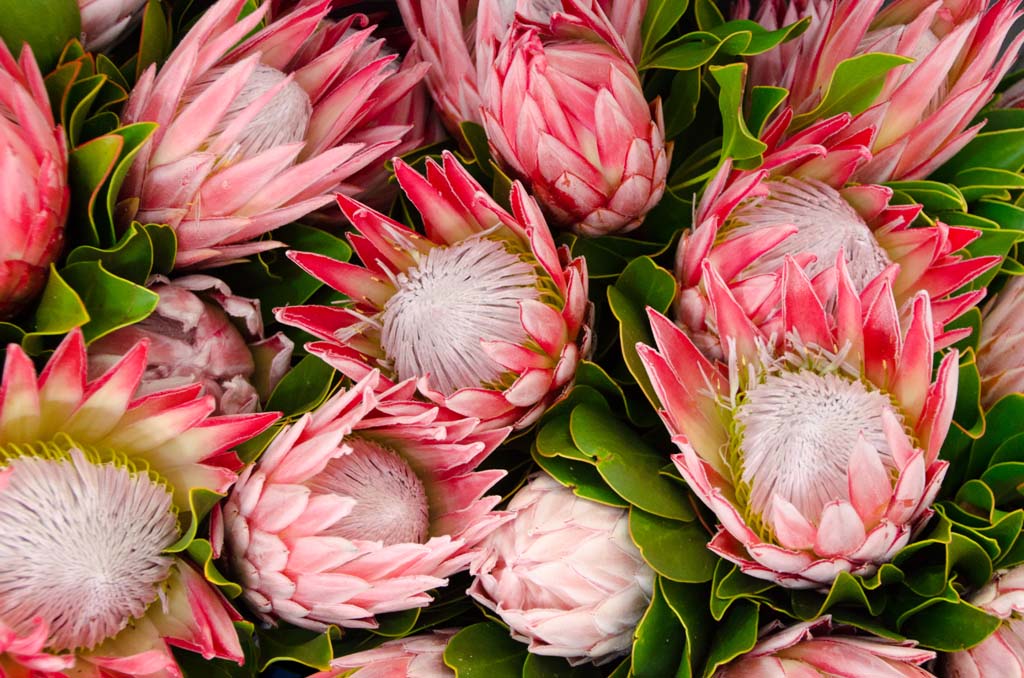 Proteas