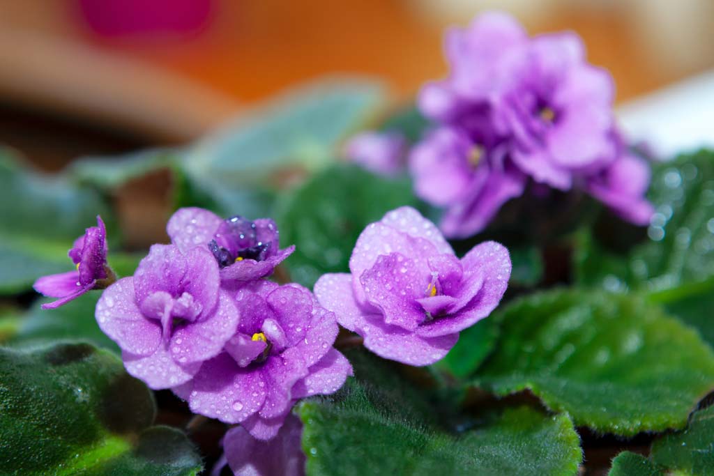 African Violets