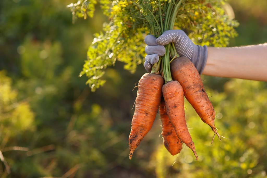 Agronomy III - Root Crops