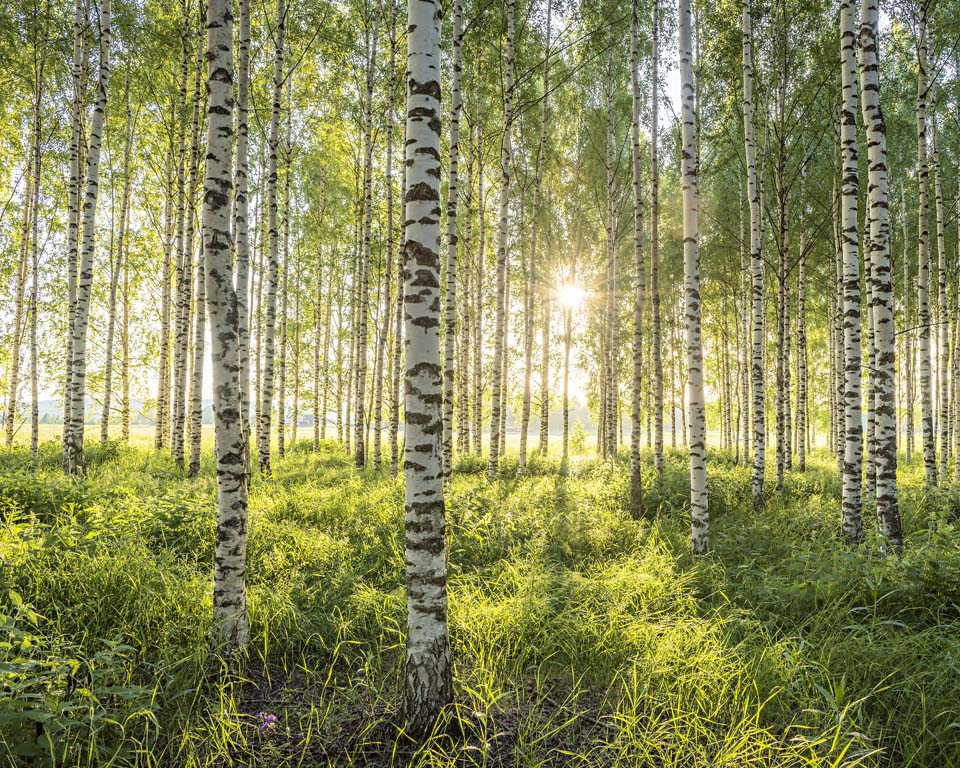 Deciduous Trees