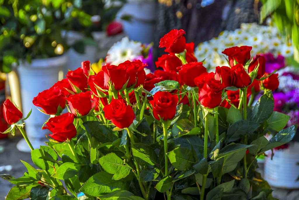 Certificate In Horticulture (Cut Flowers)