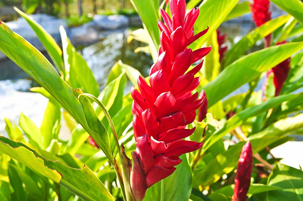 Tropical Plants