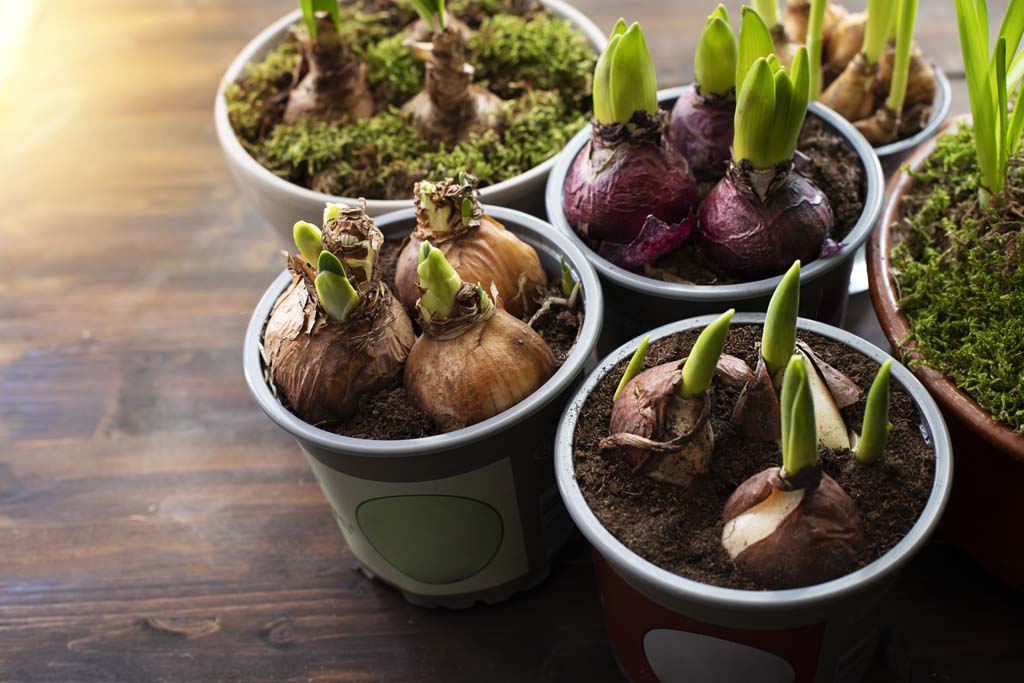 Cut Flower Bulbs