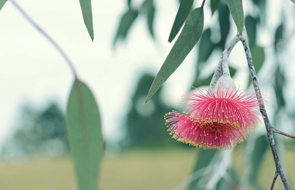 Australian Native Trees