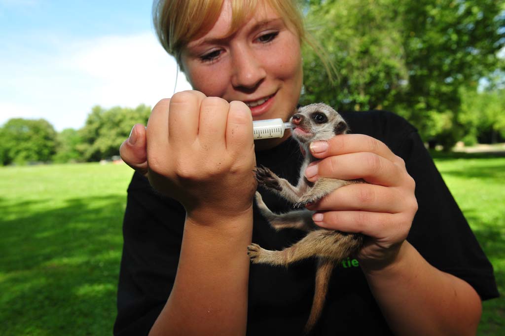 Advanced Certificate in Zoo Keeping