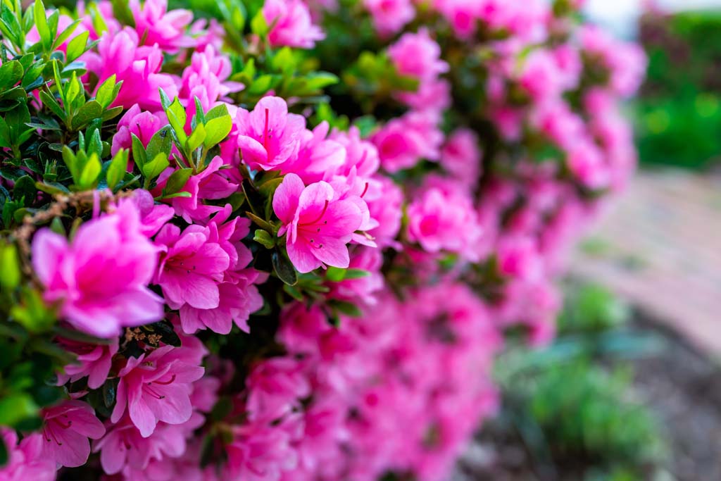 Azaleas & Rhododendrons