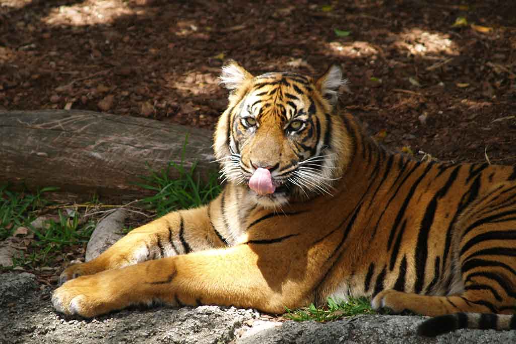 Vertebrate Zoology SPECIAL OFFER