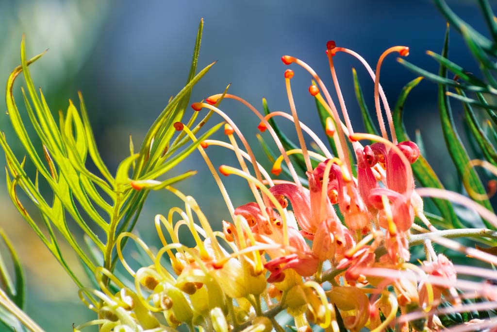 Australian Natives I