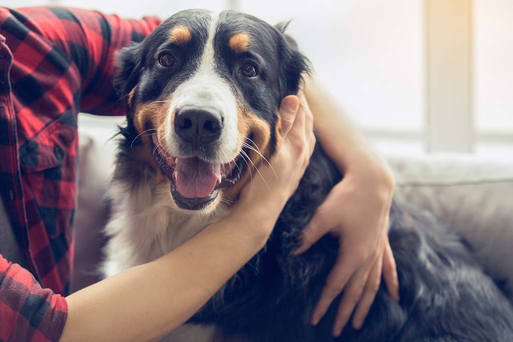 Dog Management Correspondence Course | Canine husbandry course