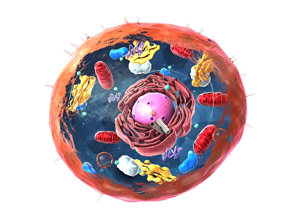 Biochemistry III (Animal Processes)