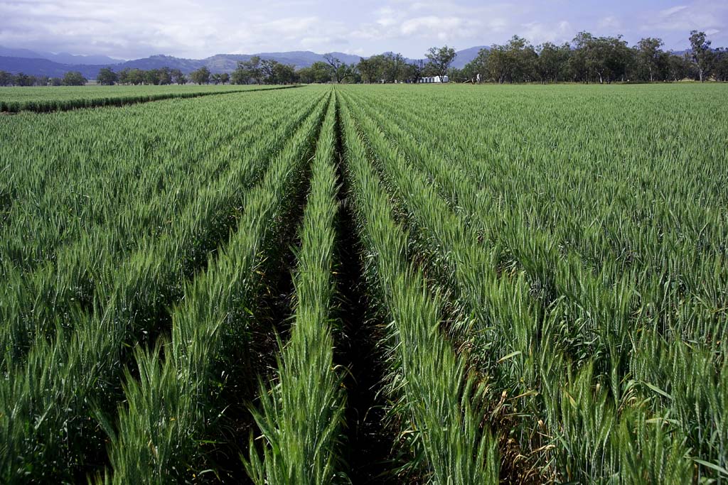 Certificate In Horticulture (Crops)