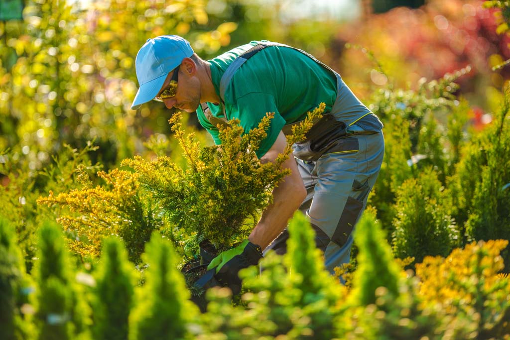 Advanced Certificate in Applied Horticulture