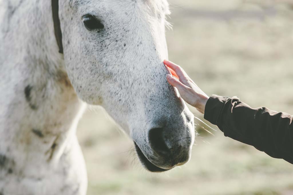 Equine Behaviour