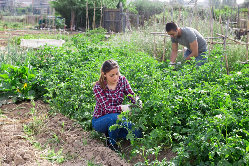 Certificate In Horticulture (Permaculture)