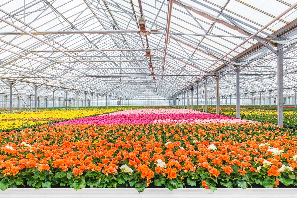 Greenhouse Cut Flowers