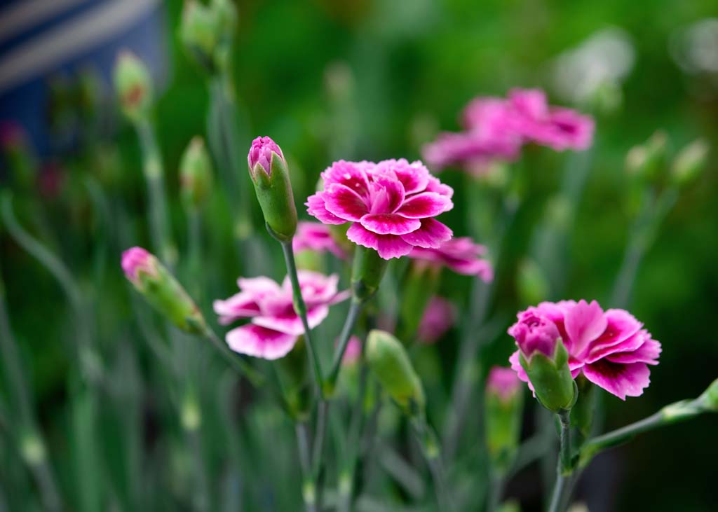 Growing Carnations