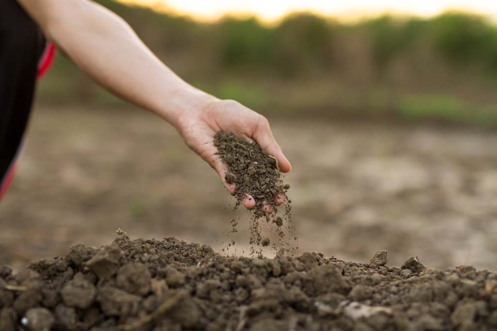 Soil Management (Horticulture)
