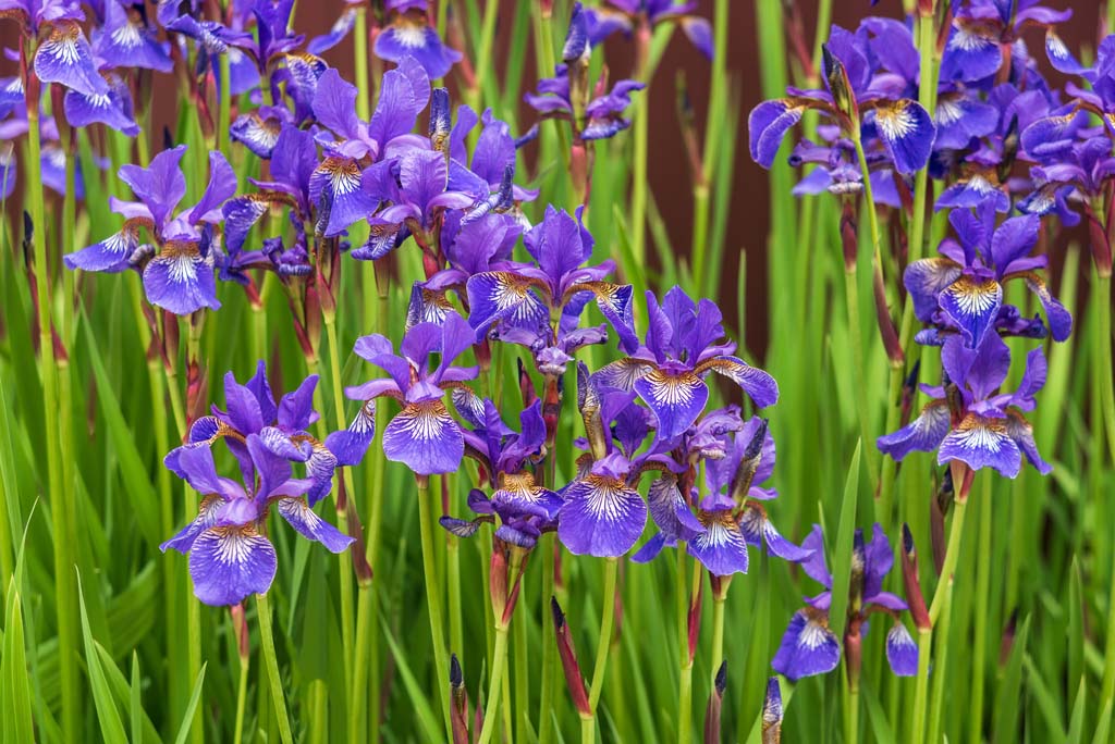 Growing Iris