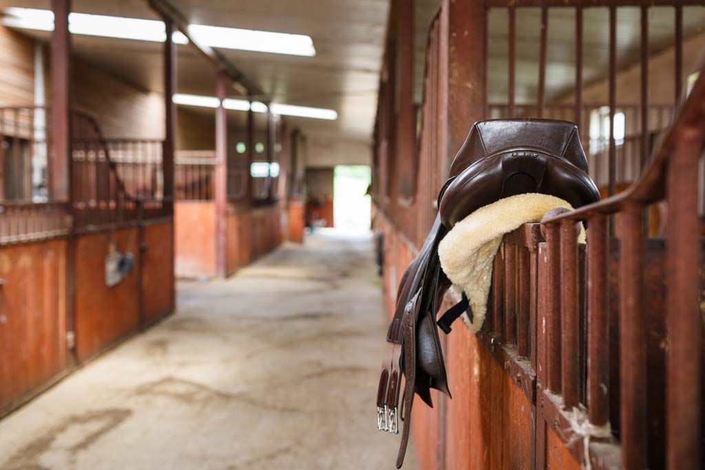 Advanced Certificate in Equine Studies