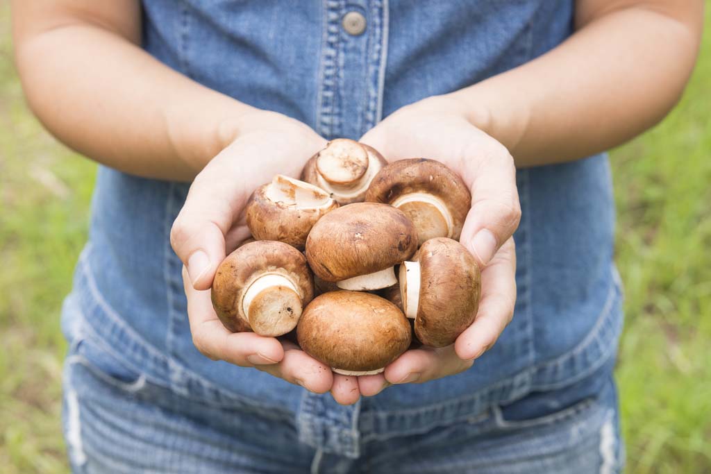 Fresh Shiitake Box – The Garden International