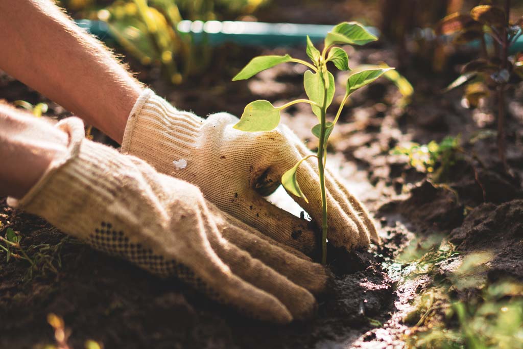 Foundation Certificate in Plant Growth for Horticulture Level 2