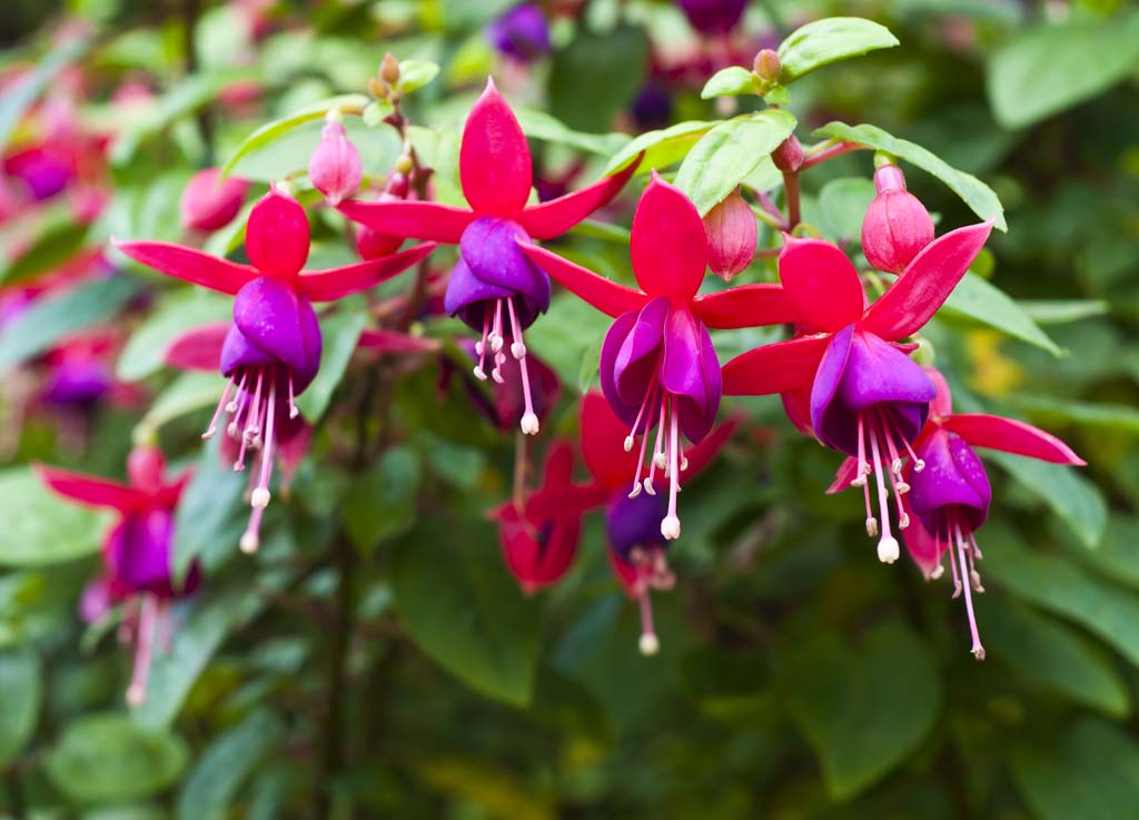 Fuchsias