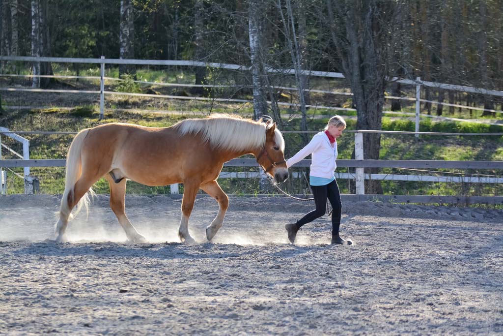 Advanced Certificate in Applied Management (Horses)