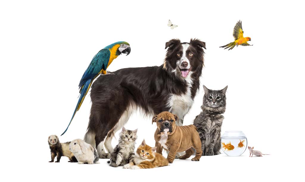 Advanced Certificate in Animal Management (Pets)
