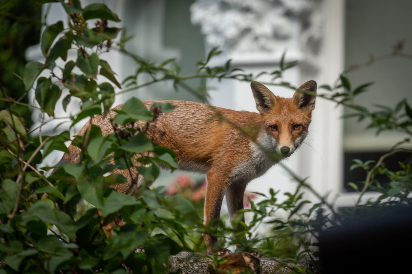 How to Manage Wildlife in an Urban Area