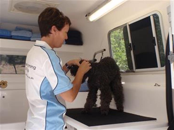 How to Groom Animals