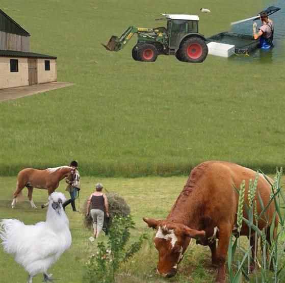 farm livestock management