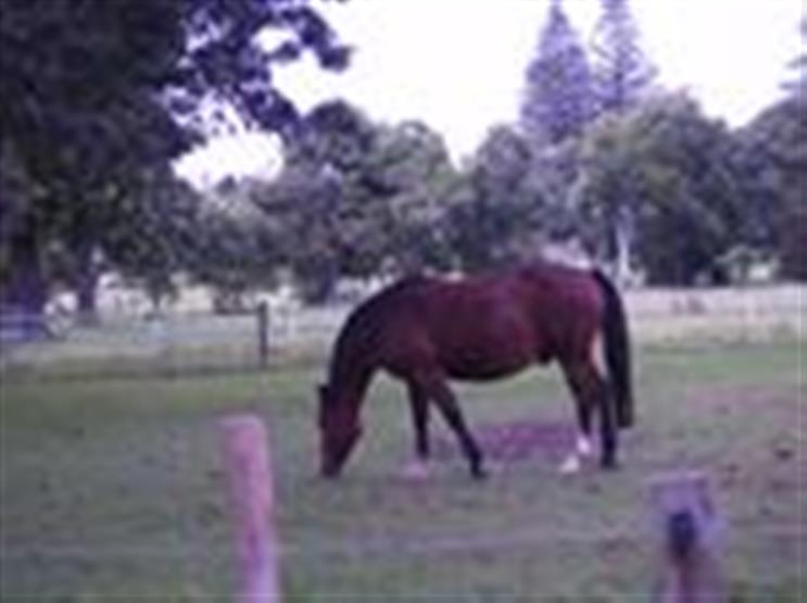 Training Horses Controlling Horses Horse Vices Equine Behaviour
