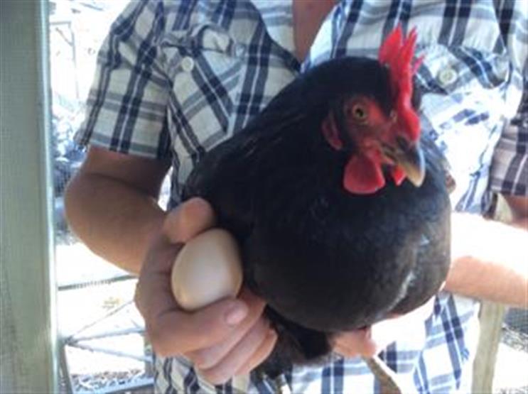 Raising Poultry Chicken Husbandry