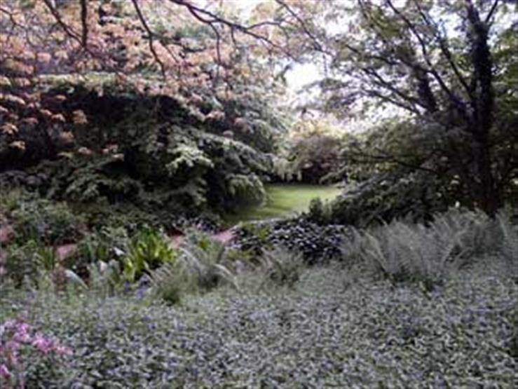 Plants for Wet Places, What to Plant in Wet Ground