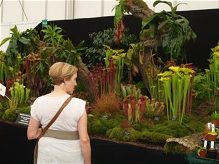 Carnivorous Plants Grow Plants That Eat Insects Meat Flesh