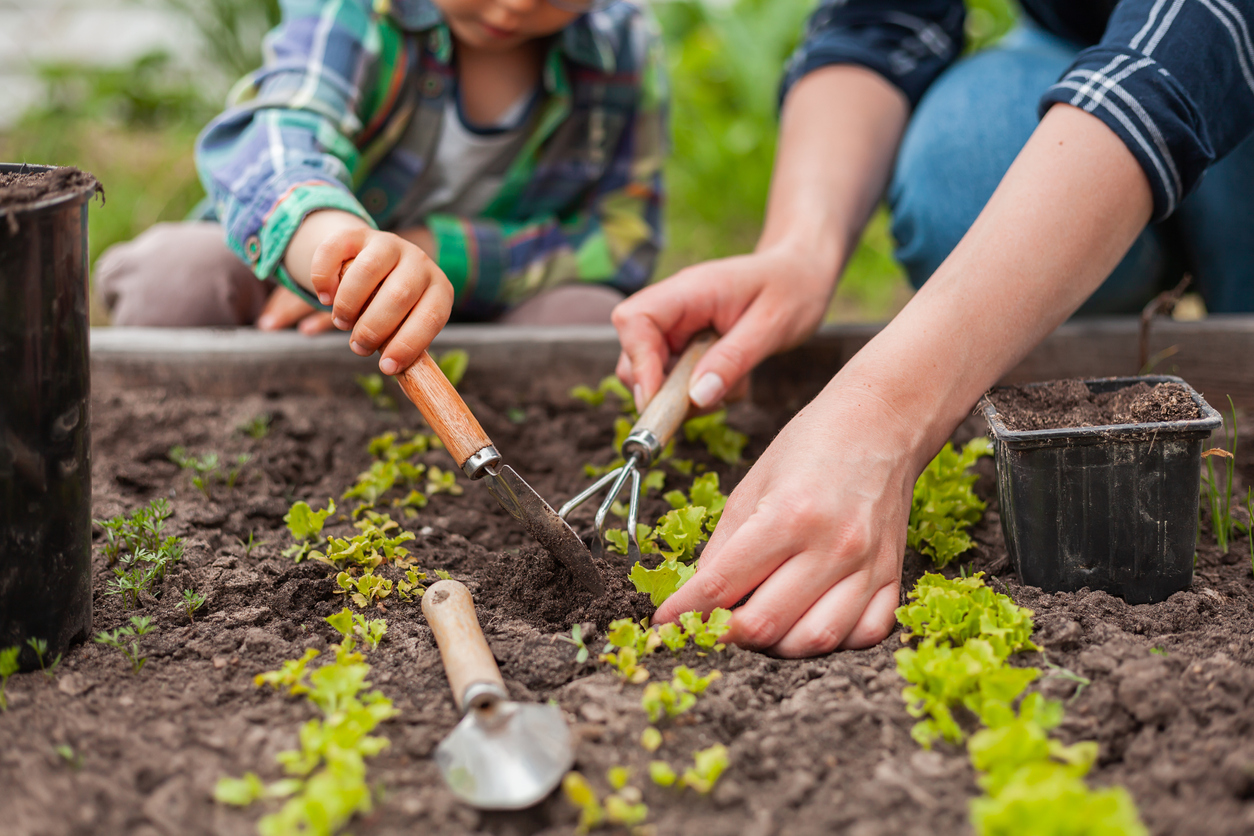Start Your Own Vegetable Garden 