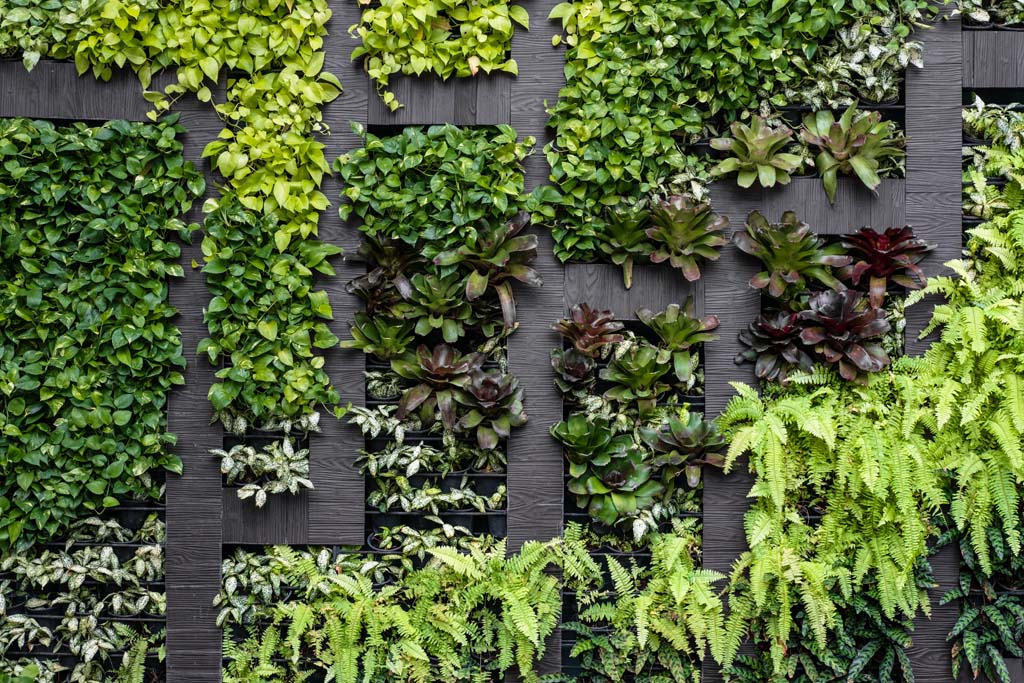 Vertical Gardening and its benefits