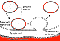 Human Biochemistry courses | Online human biochemistry