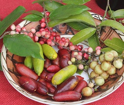Australian Native Fruit Trees / Australian Native Lilly Pilly Berries Lilly Pilly Fruit Trees Fruit Plants / Australia has six species of native citrus, with the most well known and cultivated species being the finger lime.